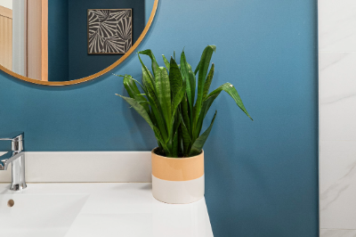 Modern bathroom with a blue accent wall, round mirror, and a potted plant on the vanity.
